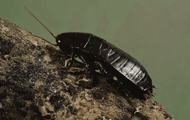 large cockroach sitting on a log