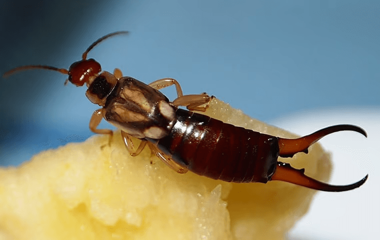 close up photo of earwig