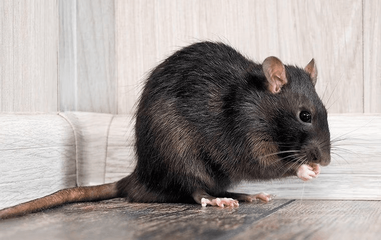 large rat sitting in the corner of a house