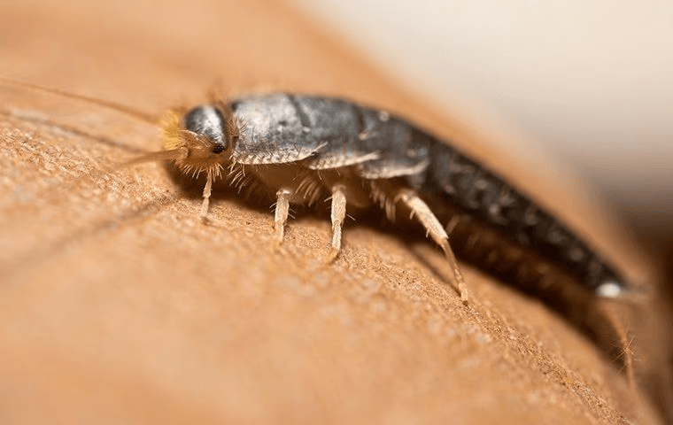 silverfish sitting on leather couch